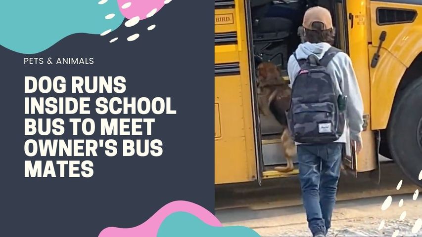Dog Runs Inside School Bus to Meet Owner's Bus Mates
