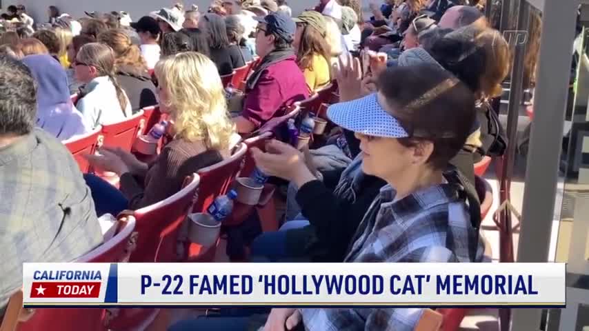 Memorial Held for Hollywood’s Famed Mountain Lion P-22