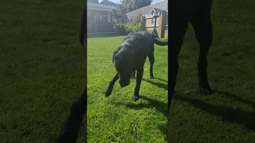 Dexter dog fetches AND throws!