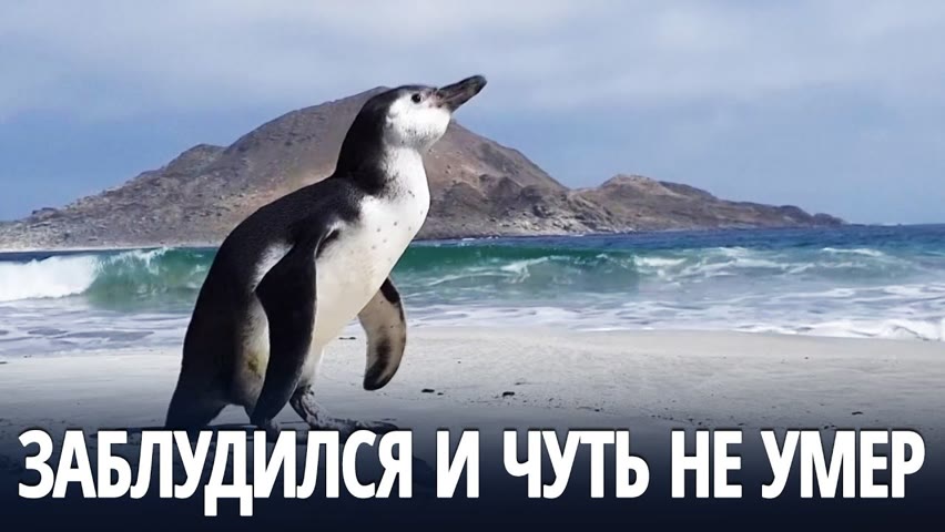 Чилийцы спасли пингвина Гумбольдта