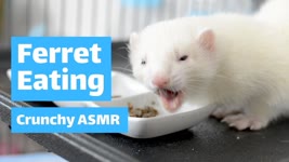 White Ferret Eating Crunchy Kibble | Ferret ASMR