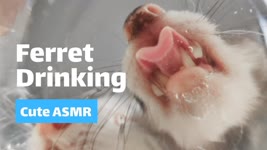 Ferrets Drinking Water | Ferret ASMR
