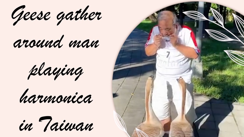 Geese Gather Around Man Playing The Harmonica in Taiwan