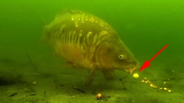How to catch carp in front of an underwater camera 2020 (high quality).