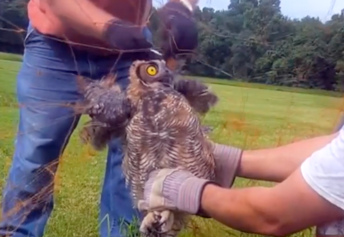 Owl Rescued from Orange Net