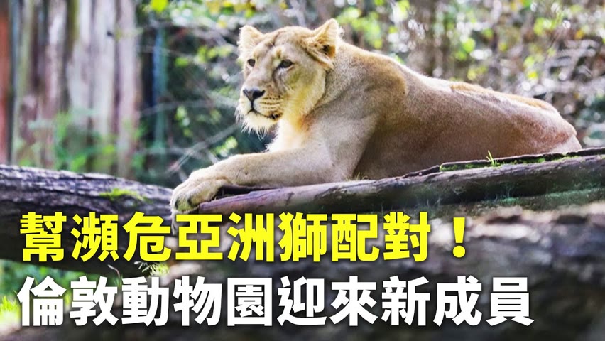 幫瀕危亞洲獅配對！倫敦動物園迎來新成員 - 可愛動物 - 新唐人亞太電視台