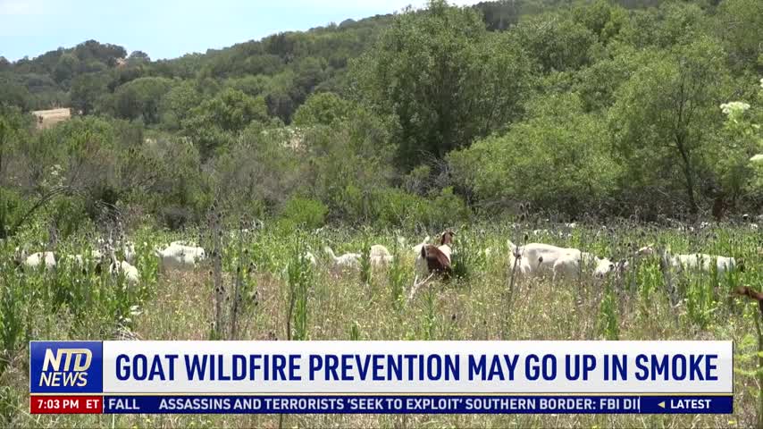 Goat Wildfire Prevention May Go up in Smoke