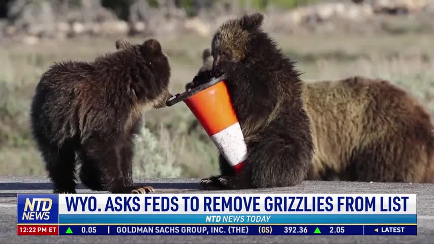 Wyoming Asks Federal Government to Remove Grizzlies From Protection List