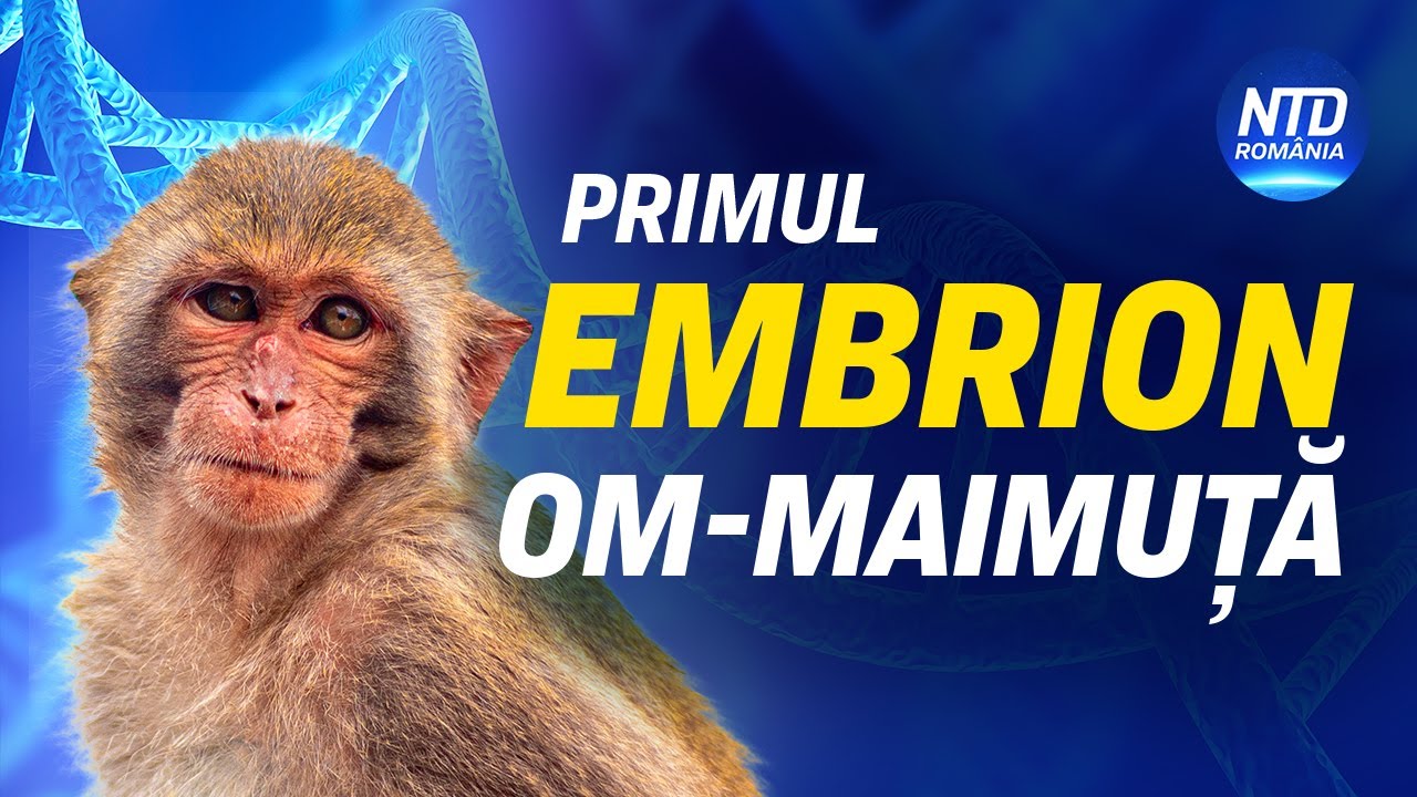 Cercetătorii au creat primul embrion hibrid om-maimuță din lume