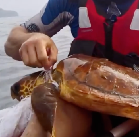 Sea kayakers rescue turtle in distress