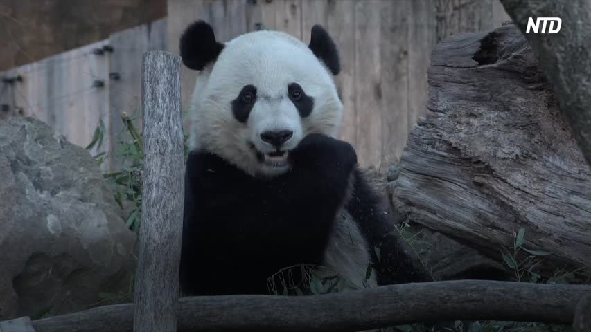 National Zoo's Giant Panda Bei Bei Rings in Chinese New Year.mov