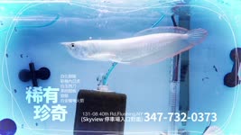 全美批發 進口魚種 一站式配套服務  ｜ 長江水族館 Monster Aquarium