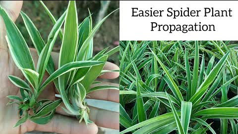 Spider plant propagation | how to grow spider plant from cuttings | easiest way to grow spider plant