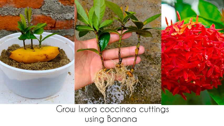 How to grow ixora from cuttings using banana