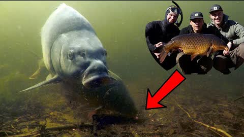 Underwater fishing for big carp in cold water. (live take)