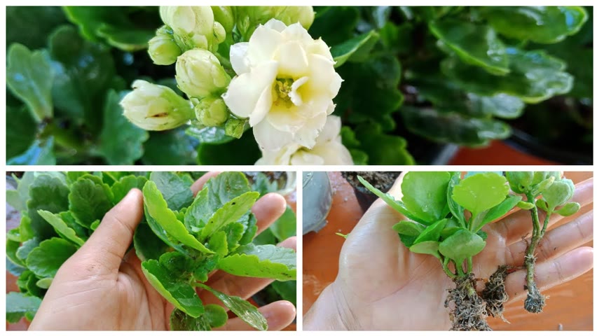How to grow kalanchoe Plant ,Grow Kalanchoe Cuttings faster using this techniques 100% success