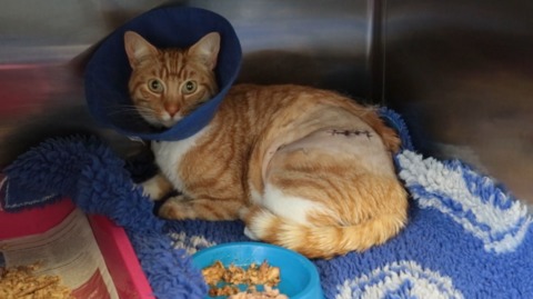 Miracle Cat That Survived Getting Impaled on Fence Is Back Home