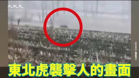 【直擊】黑龍江東北虎入村 一掌把車門的玻璃窗拍碎💥【中國新聞】| 台灣大紀元時報
