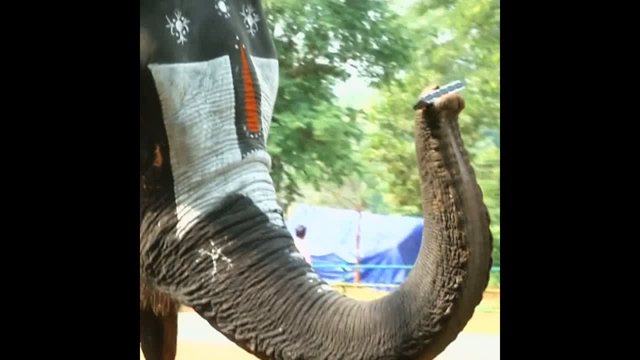 Как слониха играет на губной гармошке