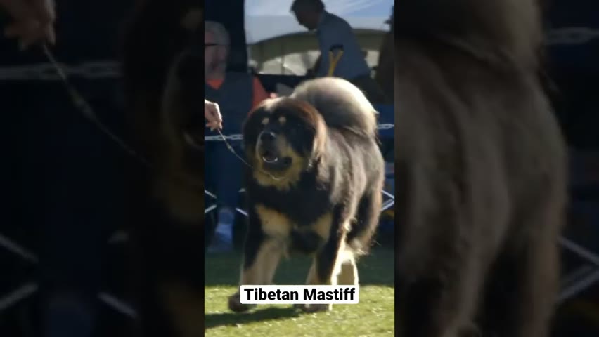 Tibetan Mastiff #shorts