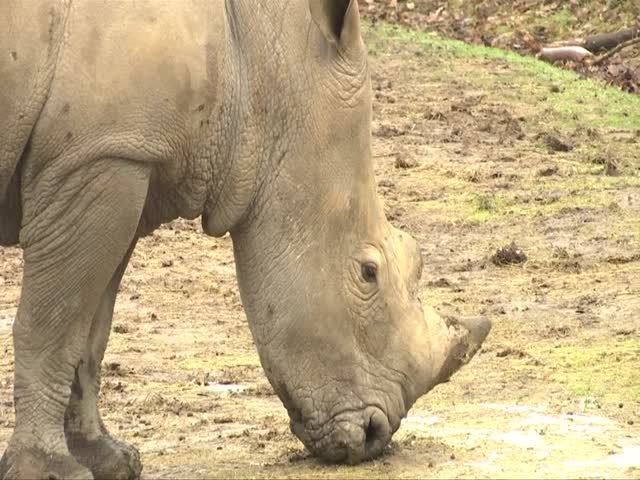 French zoo welcomes baby rhino one year after poaching incident