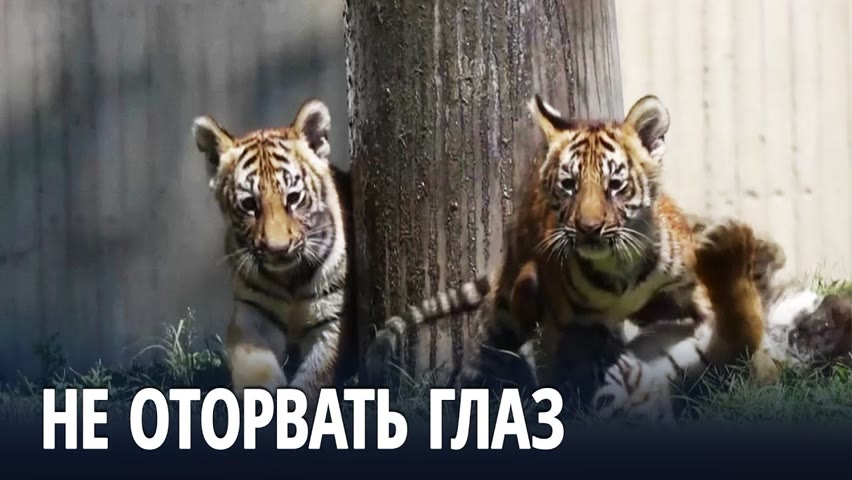 Тигрята очаровали гостей зоопарка в Мексике