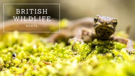 British Wildlife - Newts