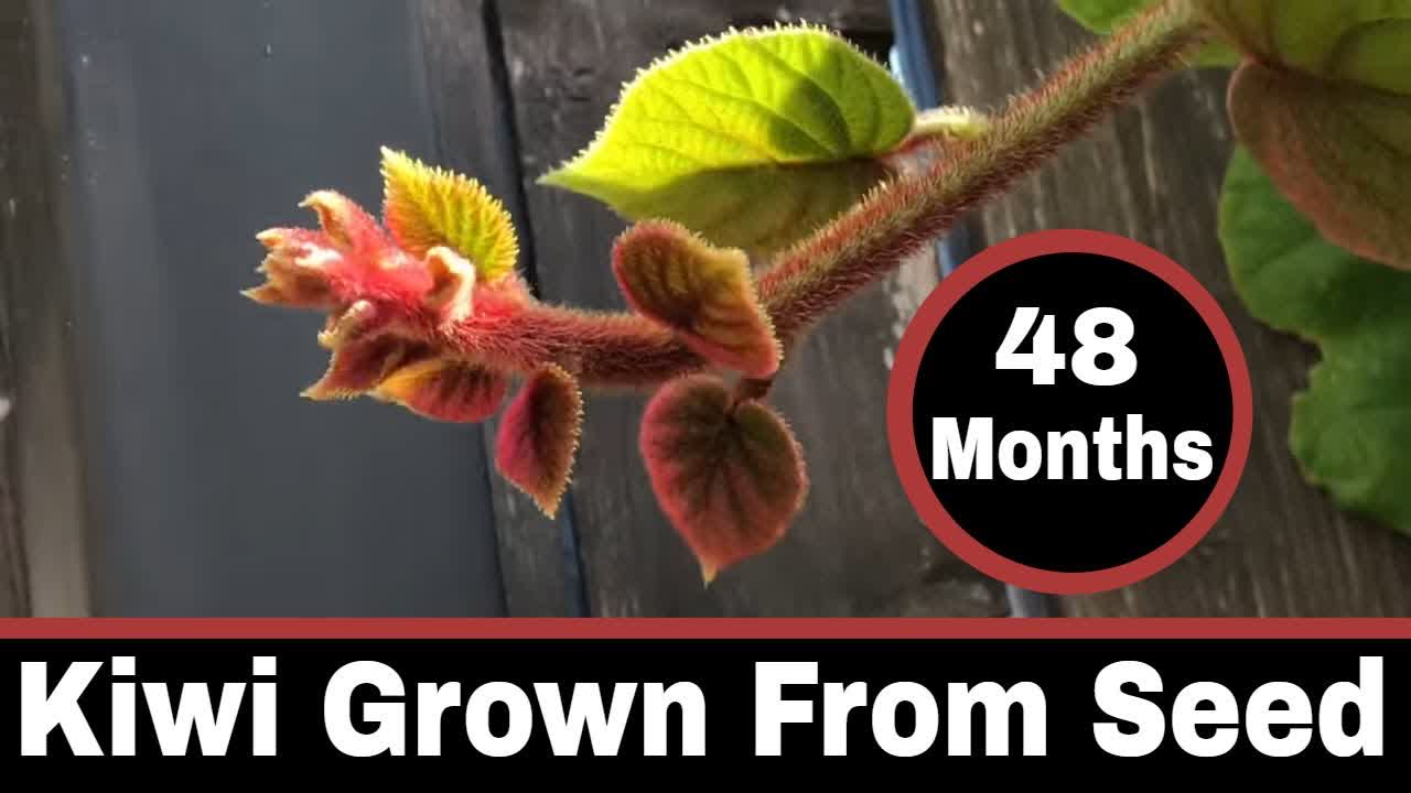 Kiwi Vines Grown From Seed - 48 Month Update
