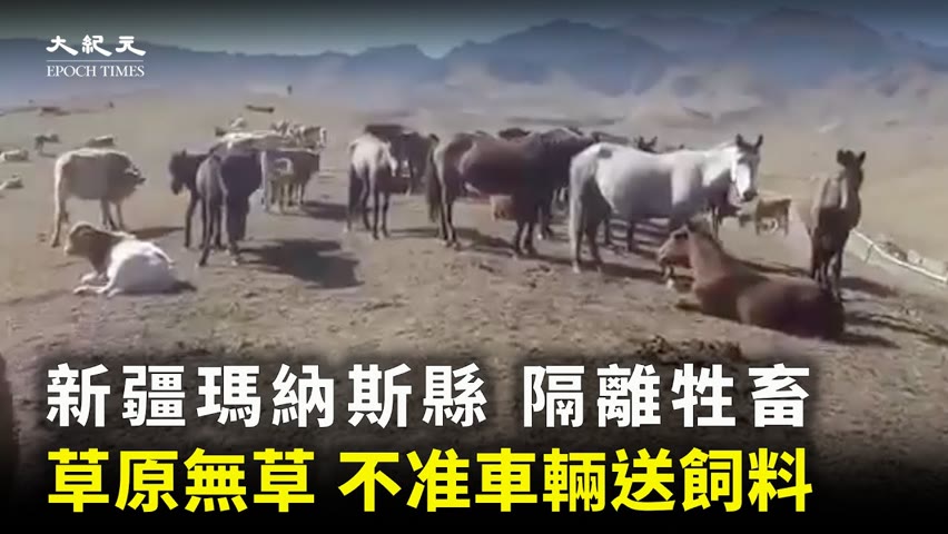 網傳新疆瑪納斯縣牲畜遭隔離，草原無草可吃，大批牲畜挨餓。不准車輛送飼料，不准轉運牲畜。| #大紀元新聞網 #新疆 #隔離 #shorts
