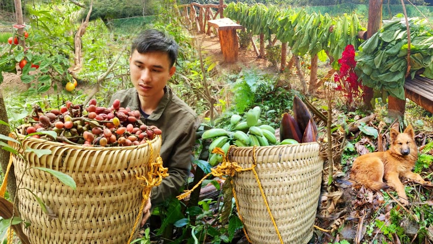 The process of harvesting fruit in the forest and harvest vegetables in the garden