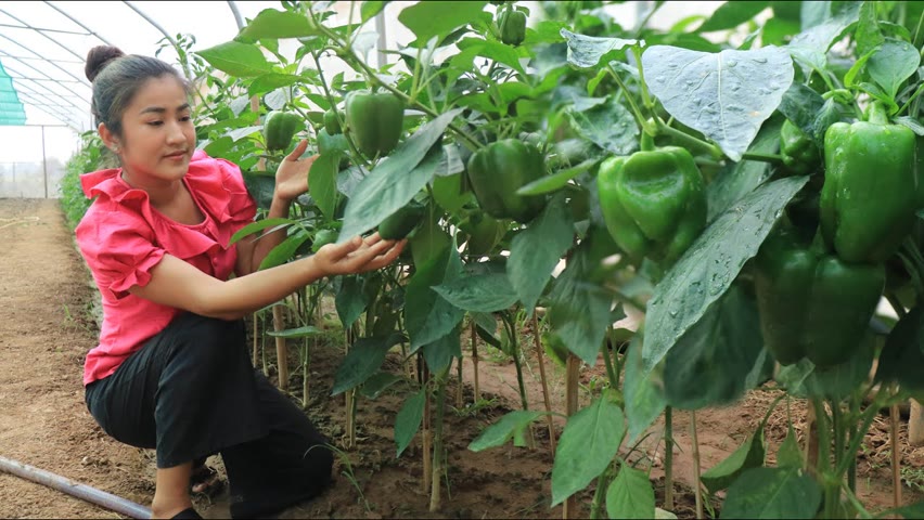 Countryside Life TV: Pick bell pepper from vegetable garden for cooking / Yummy food cooking
