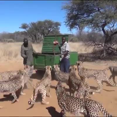 How to feed 30 cheetahs 