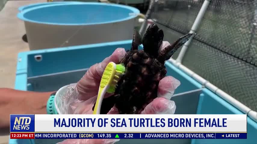 Majority of Sea Turtles Born Female