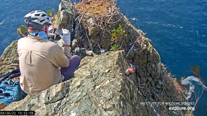 Rescatan águila bebé calva tras caída accidental de su nido